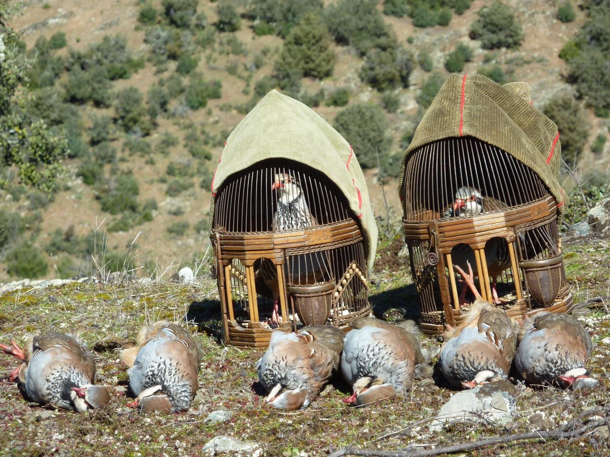 🔵<a href="/damacjuristas/">damacjuristas</a> solicita a la Junta de Andalucía que la perdiz de reclamo NO SEA DECLARADA BIEN DE INTERÉS CULTURAL, presentamos informe pericial contradictorio al enviado por la Federación Andaluza de Caza.