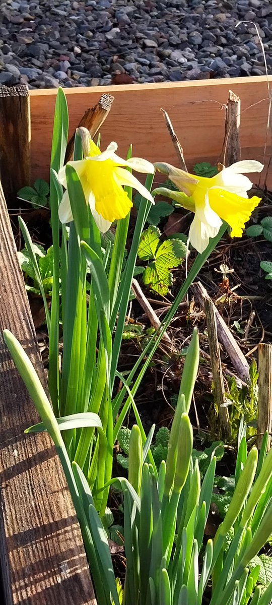 First daffodils in the garden @WordsworthNT @NT_TheNorth