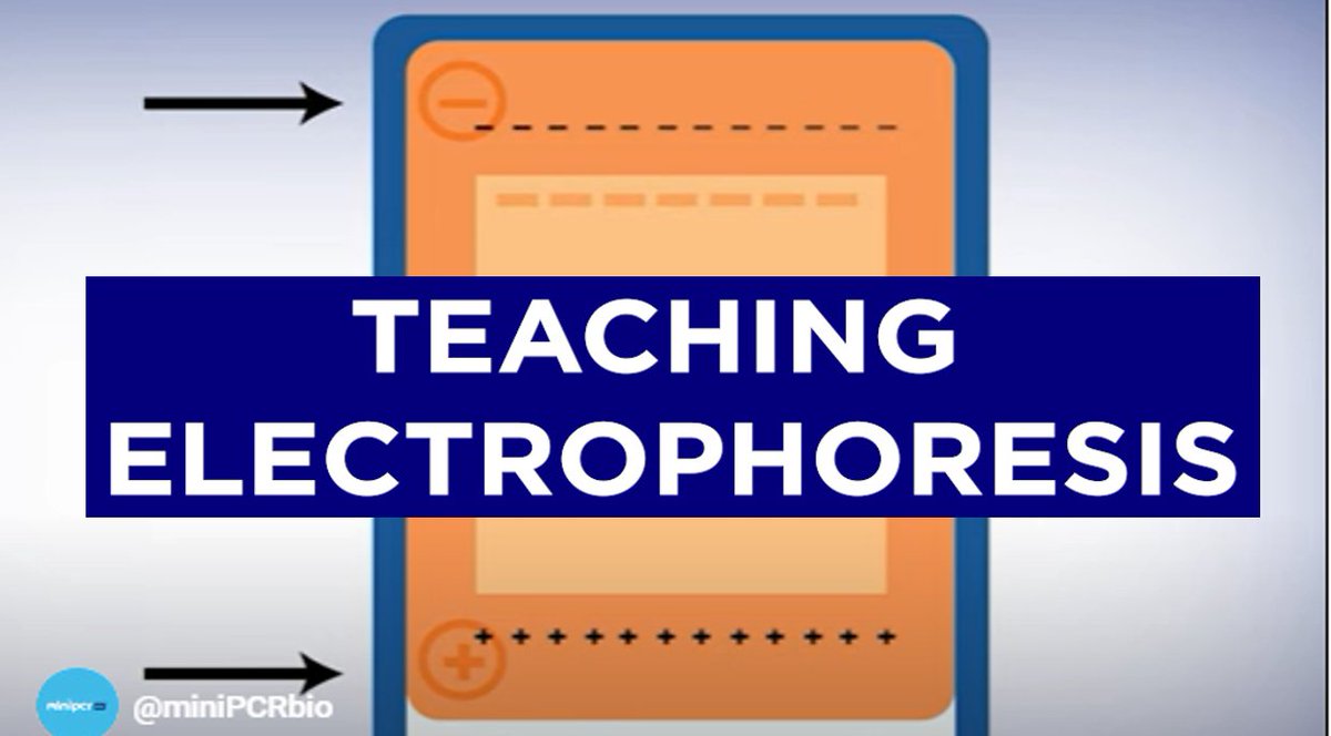 miniPCR bio (@minipcr) on Twitter photo #GelElectrophoresis is a foundational biotech skill. We have resources to help bring this technology to classrooms to teach genetics, human health, and more. In this short video <a href="/AlexDainis/">Alex Dainis, PhD 🧬</a> shares resources for teaching gel electrohoresis in your classroom minipcr.com/teaching-gel-e… #GelElectrophoresis is a foundational biotech skill. We have resources to help bring this technology to classrooms to teach genetics, human health, and more. In this short video <a href="/AlexDainis/">Alex Dainis, PhD 🧬</a> shares resources for teaching gel electrohoresis in your classroom minipcr.com/teaching-gel-e…
