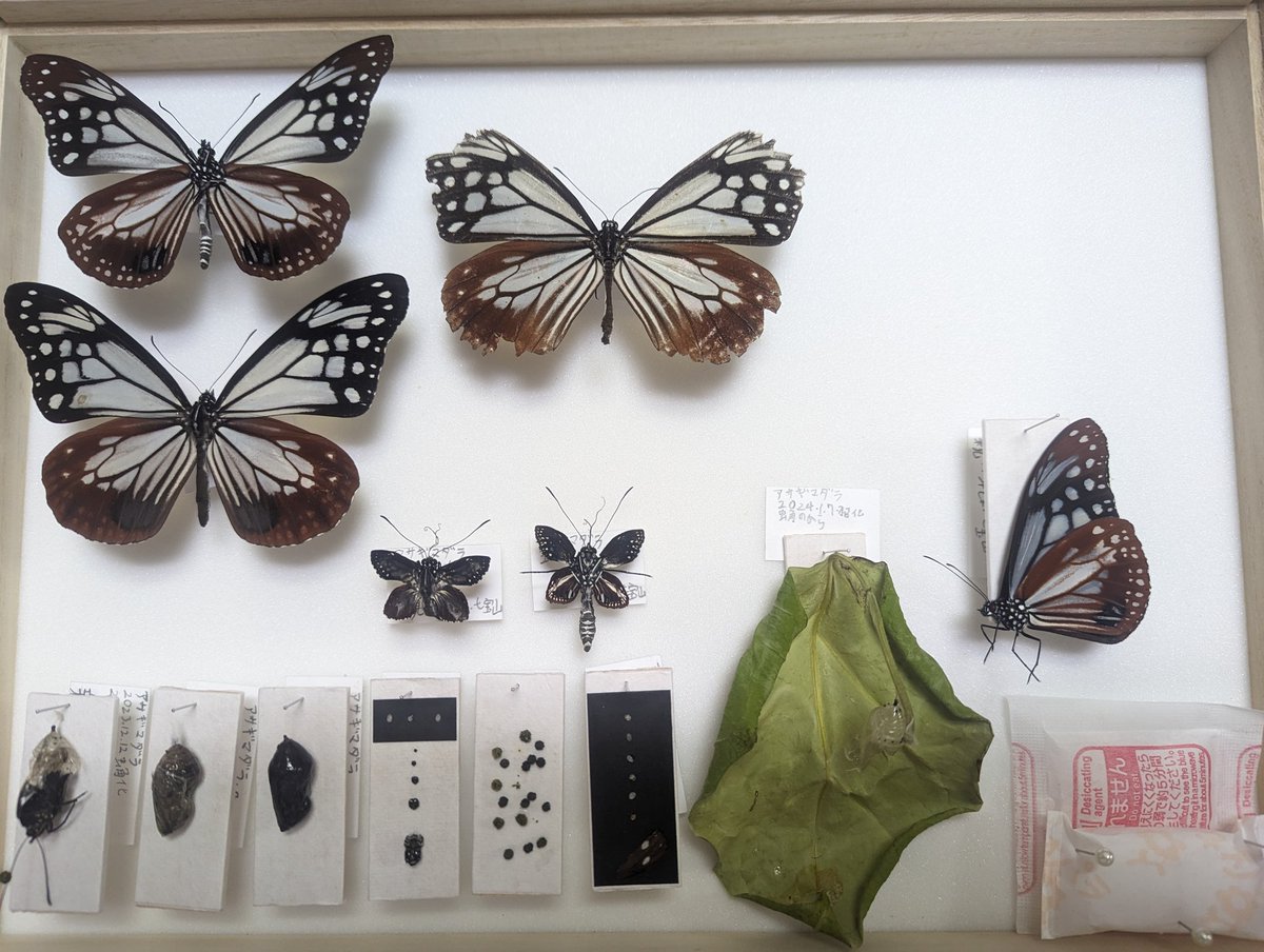 ボンドが乾いたので、アサギマダラたちを標本箱に入れました。翅が欠けているのが、母蝶です。全部で 93個の卵を産んでくれました。今年は、オオゴマダラみたいにホウライカガミでも育つかやってみたいです✨, image size:1200x904