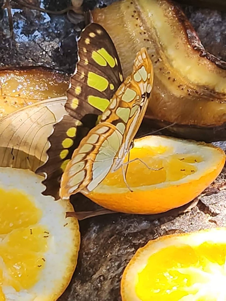 DonsTreeSvc's tweet image. Love nature? So do we! Let&apos;s preserve nature&apos;s  beauty together. 🌲 #TreePreservation #NatureLovers #butterflies #donstreeservice