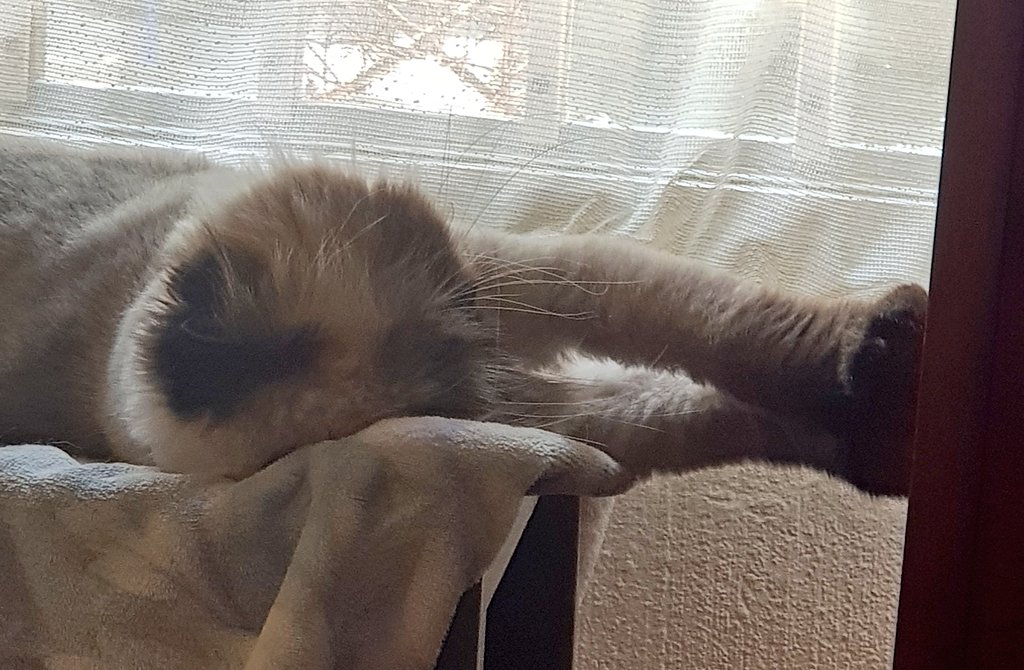 TheCatzMomzi's tweet photo. Pumpkin Punky stretches and Pawwork
@BitchestheCat how are this little Punk doing in the #pawwork category https://t.co/jspdIKal5l