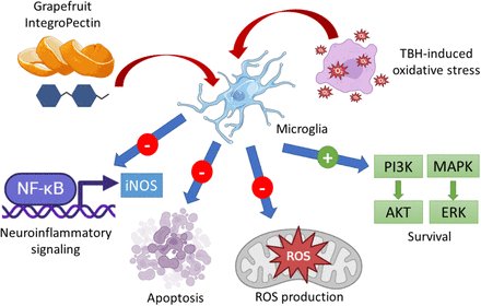 helionomics's tweet photo. Grapefruit #IntegroPectin is also a powerful anti-inflammatory agent.

New investigation with great team @unipa_it  led by Valentina Di Liberto suggests to explore its preventive and therapeutic role in #neurodegenerative disorders.

https://t.co/YHf0jzHy5B https://t.co/XCgY2hNldS
