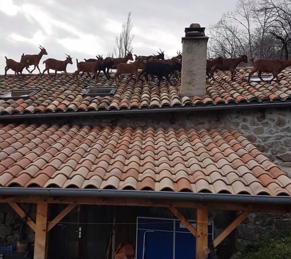 cumbriaoldrural's tweet photo. #Billygoats gruff #triptrap https://t.co/q11yffQ4yR