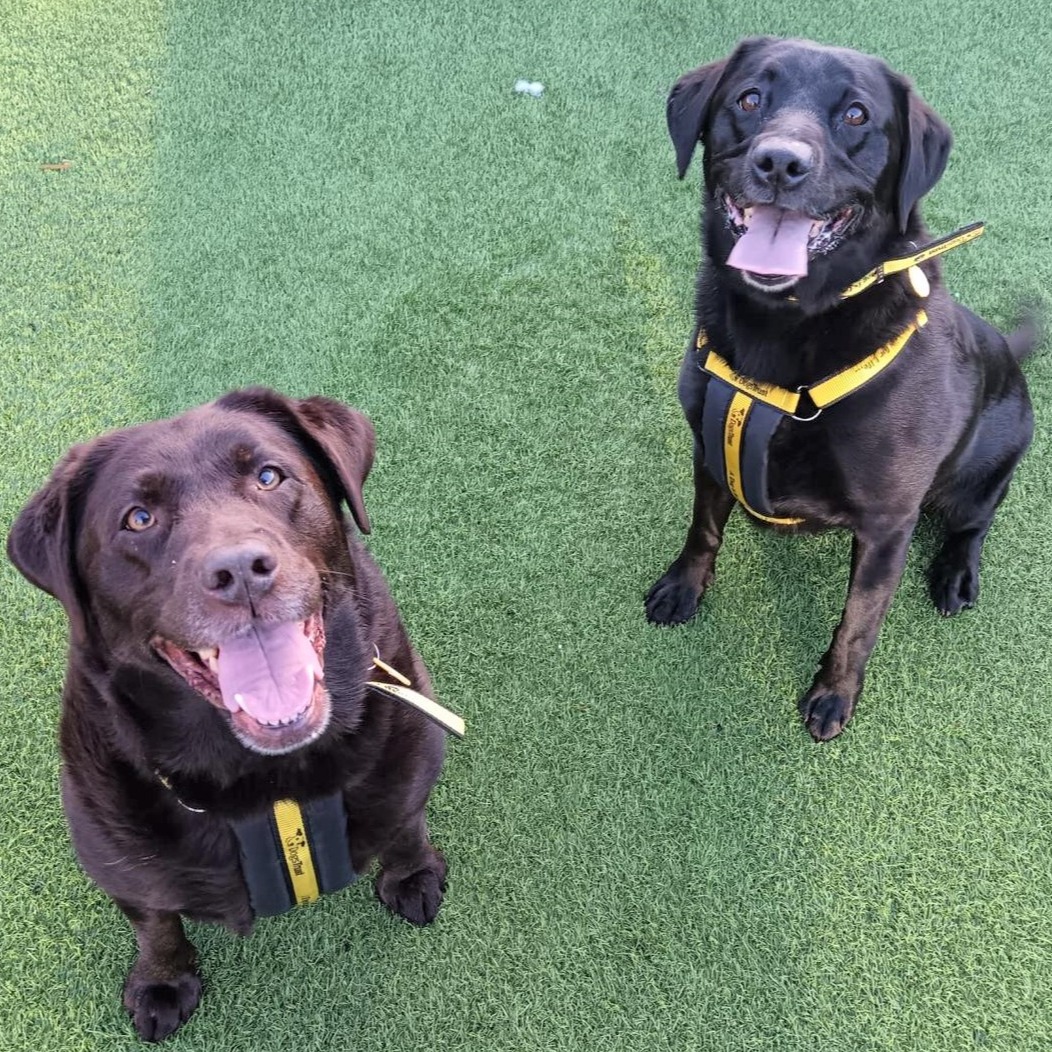 DT_WestCalder's tweet image. 🐕NEW Retriever Pair 🐶

BFF's Dottie &amp;amp; Maisie (8) are READY TO ADOPT⁣⁣ ⁣

- Both are housetrained &amp;amp; happy in the car 🚗

Profile: bit.ly/3OG8XO0 ⬅️

@DogsTrust⁣⁣⁣⁣⁣⁣⁣⁣⁣
#Labrador
#Retriever