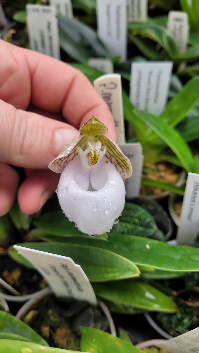 Paph micranthum var eburneum first time blooming, seedling I do like this species. I dont know what I did, to make it flower as I've never flowered the other ones. 
#flowers #greenhouse #nature #species #garden #orchids #orchidaceae #gardening