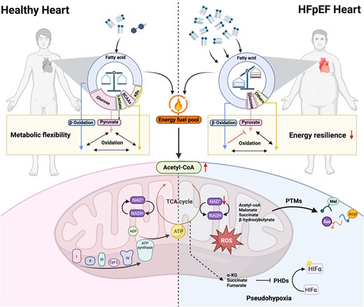 Rongling Wang (@ronglingwang) on Twitter photo 📢Pleased to share our latest published #cardiopulse article in <a href="/escardio/">European Society of Cardiology</a> <a href="/ESC_Journals/">European Society of Cardiology Journals</a> #EHJ (European Heart Journal): 🩷"Tackling Metabolic Defects in HFpEF".
👉Restore 🔥Energy resilience
👉 Discover therapeutic targets
#CardioTwitter #Cardiology
academic.oup.com/eurheartj/adva… 📢Pleased to share our latest published #cardiopulse article in <a href="/escardio/">European Society of Cardiology</a> <a href="/ESC_Journals/">European Society of Cardiology Journals</a> #EHJ (European Heart Journal): 🩷"Tackling Metabolic Defects in HFpEF".
👉Restore 🔥Energy resilience
👉 Discover therapeutic targets
#CardioTwitter #Cardiology
academic.oup.com/eurheartj/adva…