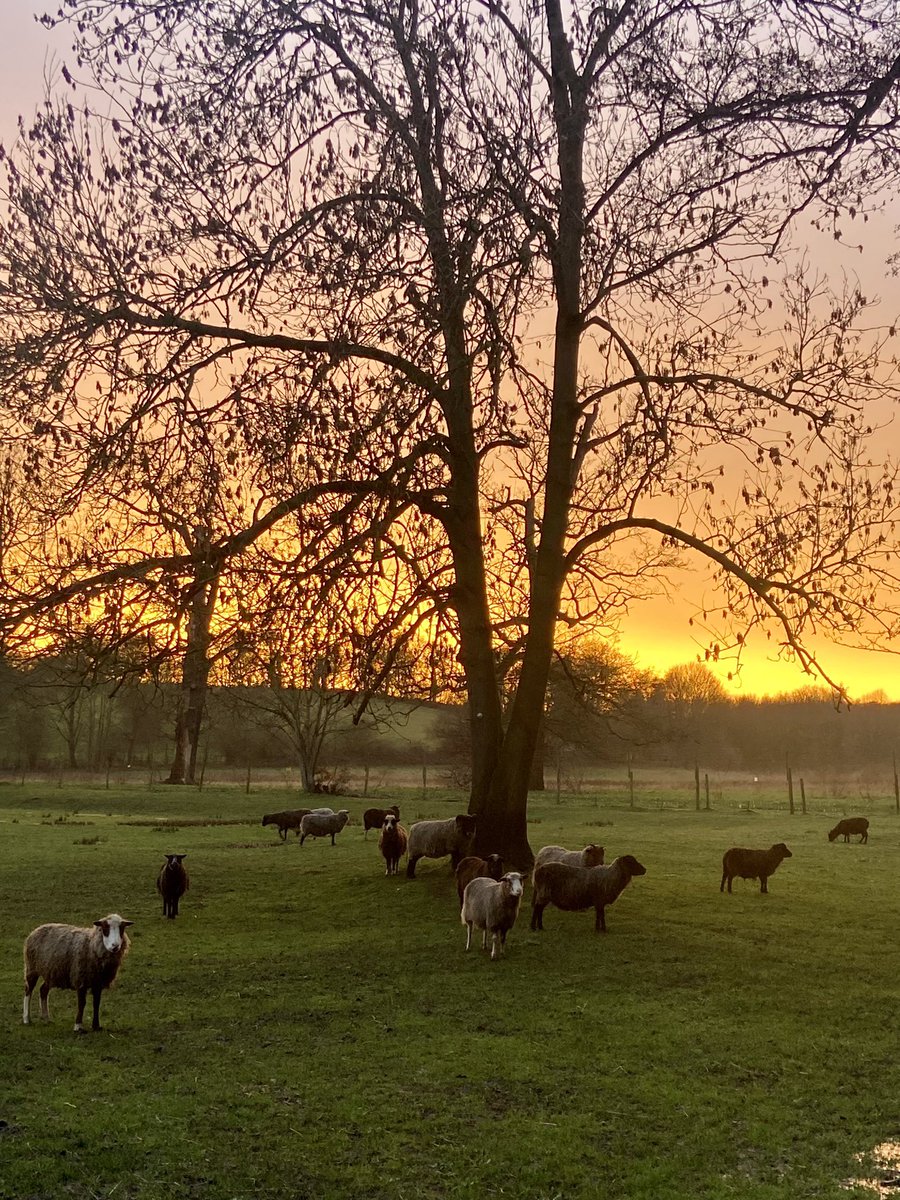 HoovesTails's tweet photo. Winter at the Sanctuary. We witness stunning winter skies &amp; breathtaking sunsets amidst cleanup after storms, feeding duties, &amp; ensuring all our sheeple, goats included, are well-fed and cared for. Every animal's happiness matters🐑

#sanctuarylife #farmanimalsanctuary #sheep https://t.co/xm4e6JlMvr