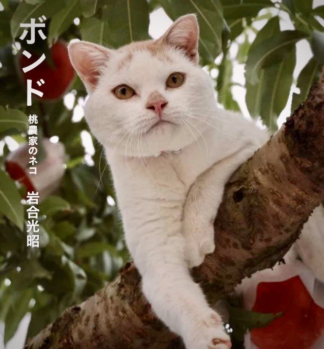 2月21日 ボンドの写真集が発売されます！！！ 家のネコ以外で単体の