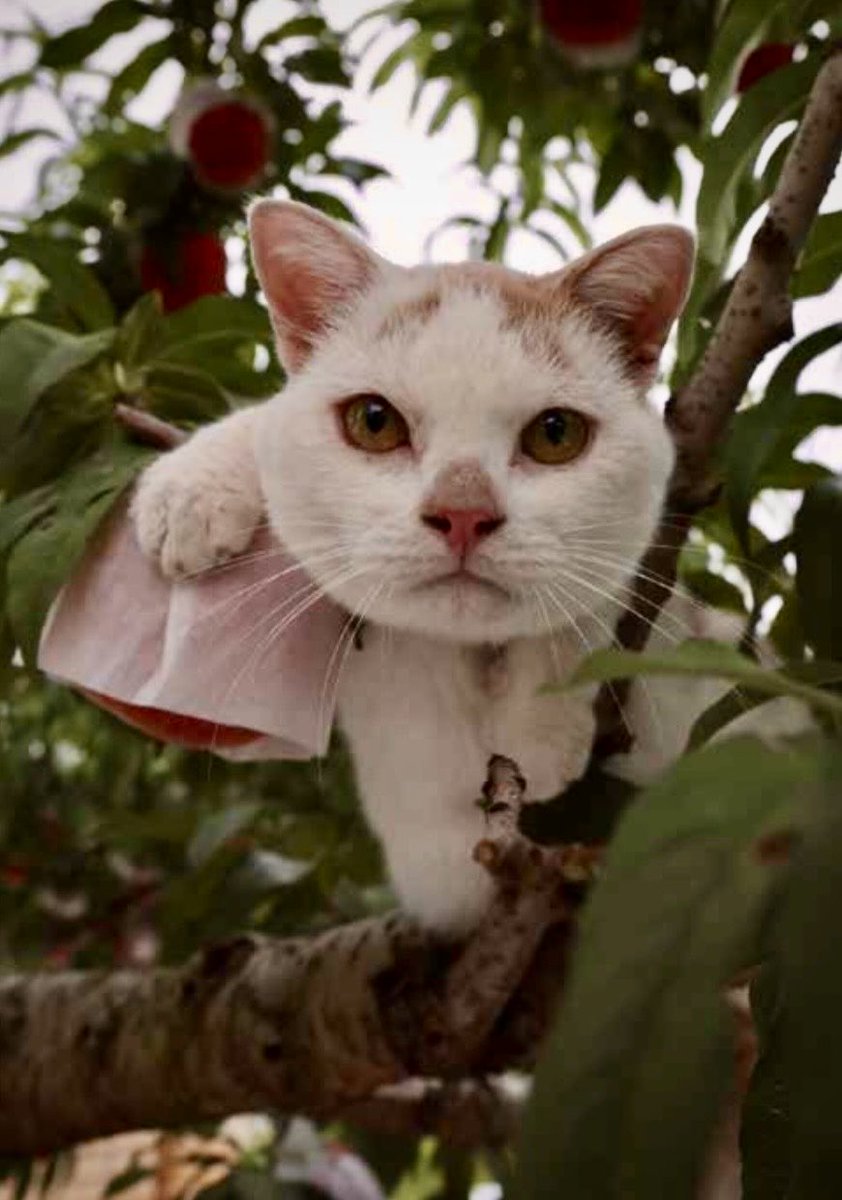 胴体が空洞の猫　昭和25年頃　珍品 胴体が空洞の猫 昭和25年頃 珍品 胴体が空洞の猫 昭和25