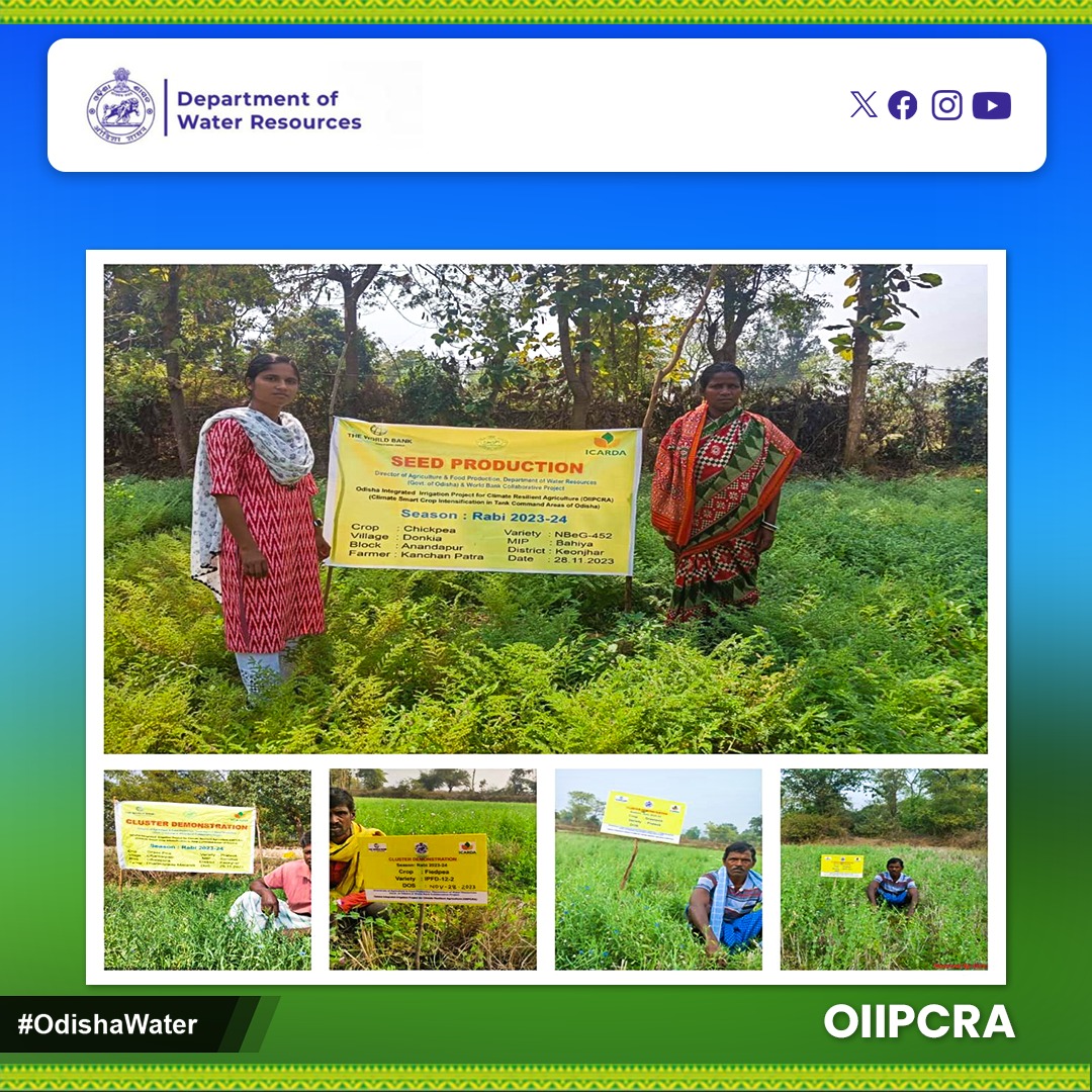 OdishaWater's tweet image. Seed production program for climate-resilient #Chickpea varieties and #Grasspea demonstrations in tank command areas as part of the ICARDA-OIIPCRA project. #AgriInnovation #ClimateResilience #OIIPCRA #OdishaWater
@CMO_Odisha @TukuniSahu @DC_Odisha @_anugarg @OIIPCRA_OCTDMS