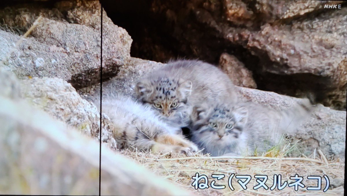#おかあさんといっしょ 今日の生き物 ネコ(マヌルネコ)🐈