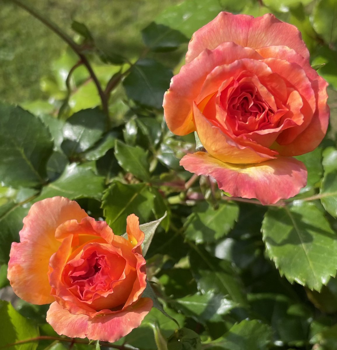 Happy Monday! 
Have a good week everyone, take care.
‘Meteor’ Rose of the Year 2024
#CheeringUpMondays #MeteorMonday #roses #roseoftheyear #GardeningTwitter #GardeningX #britishgrownroses 
@loujnicholls @kgimson