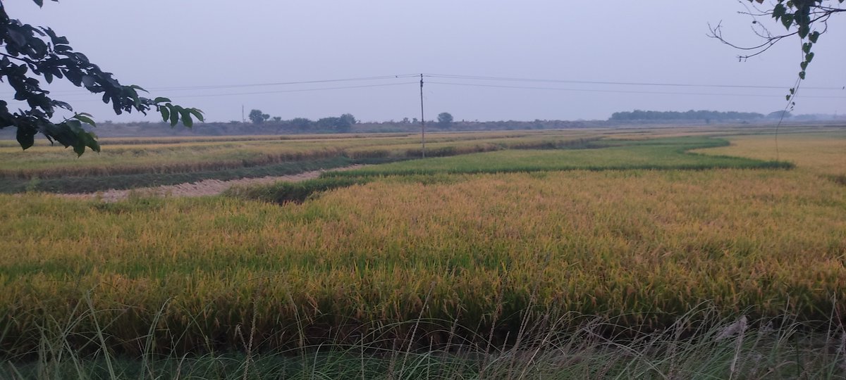 AirDrop2016's tweet photo. Nature 1 form https://t.co/8iCbHHdtBC