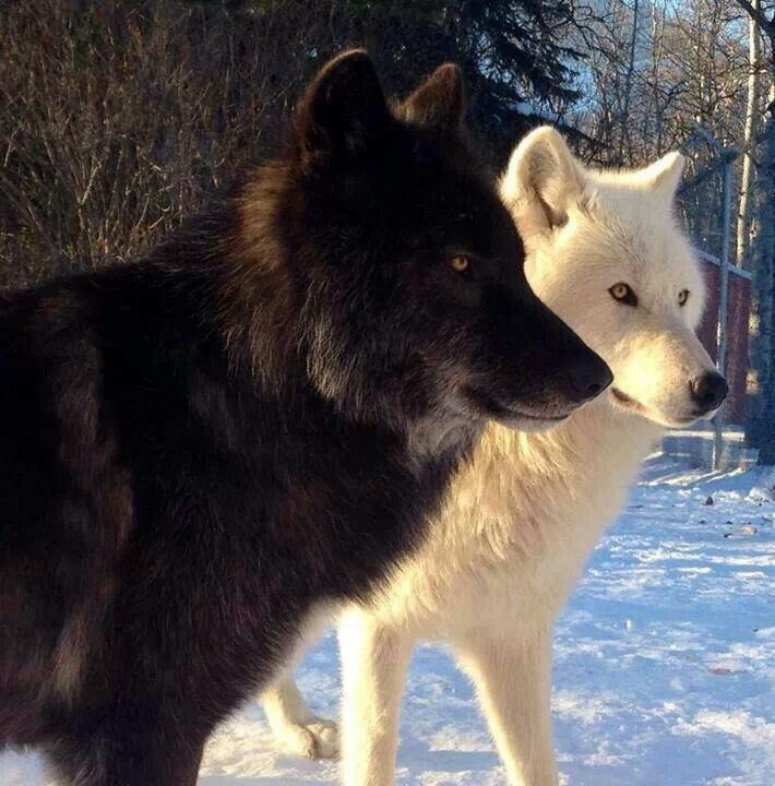 Nina Xavier-Lehnsherr (@animalgodness) on Twitter photo Stephen Strange : <a href="/AStrangeDefend_/">Defender Strange (Wolf era)</a>
A love that she never saw coming yet she couldn’t deny how much she loves him.
Running freely as Wolves, howling at the moon and the nuzzles. Stephen Strange : <a href="/AStrangeDefend_/">Defender Strange (Wolf era)</a>
A love that she never saw coming yet she couldn’t deny how much she loves him.
Running freely as Wolves, howling at the moon and the nuzzles.