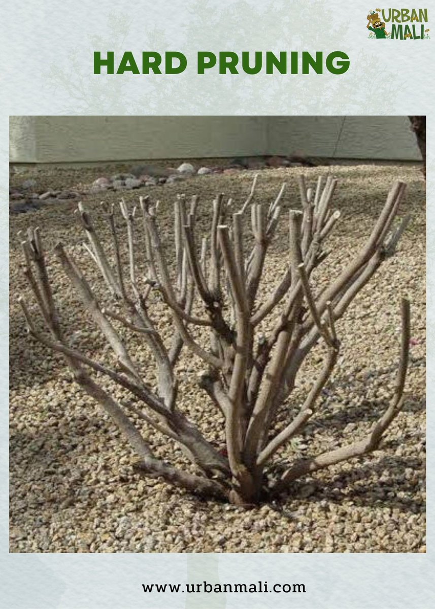 UrbanMali's tweet photo. Hard pruning is crucial for garden plants during summer in Bangalore for several reasons:

Stimulation of Growth: Hard pruning involves cutting back plants severely, which stimulates new growth. 

 #GardeningTips #BangaloreSummer https://t.co/C2BvX2bjSB