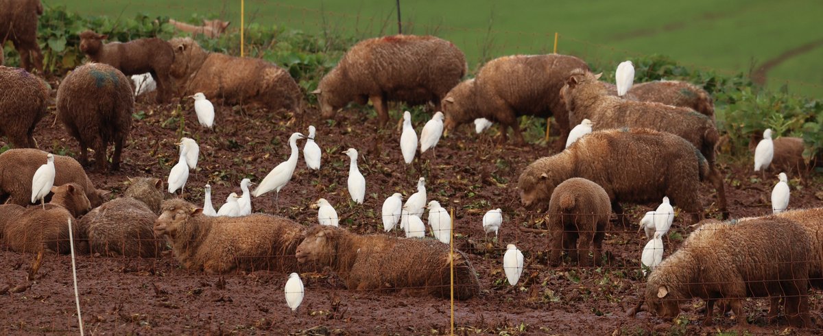 A count of 84 Cattle Egret on the Exe yesterday at Powderham, in a sheep field below the Tower, several Little Egret and four fly over Heron.