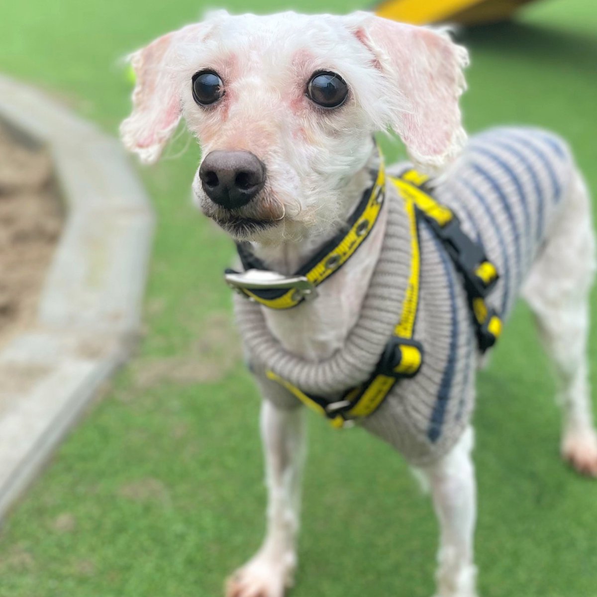 Jonah is here to brighten up your Monday morning! How did he do? 💛

This little guy is a 7 year old Poodle crossbreed looking for a home to call his own 🏡 submit an application to see if you’re a match! 👉 dogstrust.org.uk/rehoming/how-t…

@DogsTrust 
#ADIFL #MondayMotivation #AdoptADog