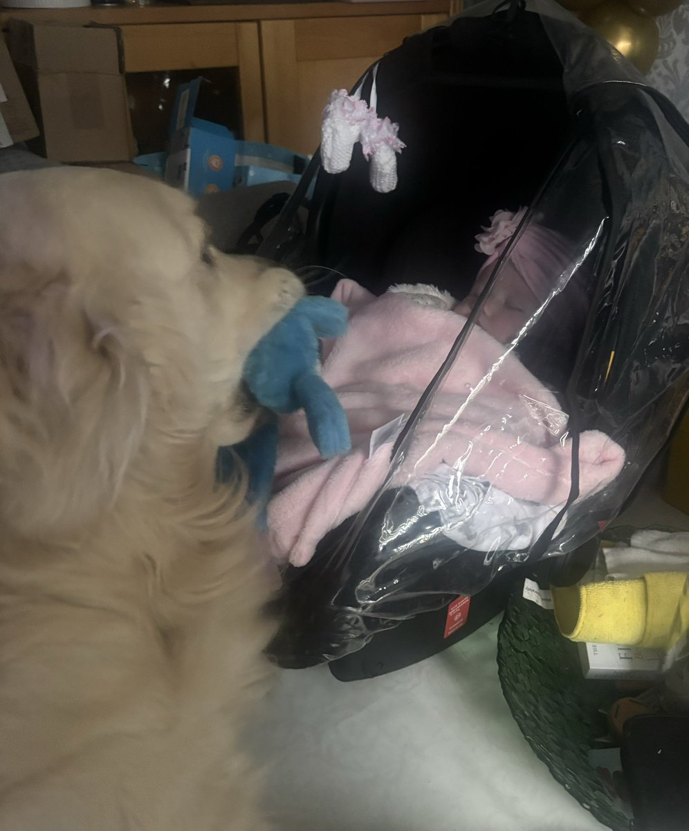 When da baby comes to da house I bring her a toy to show her I loves her 🥰 #ilovesyou #love #goldenretrievers #dogs
