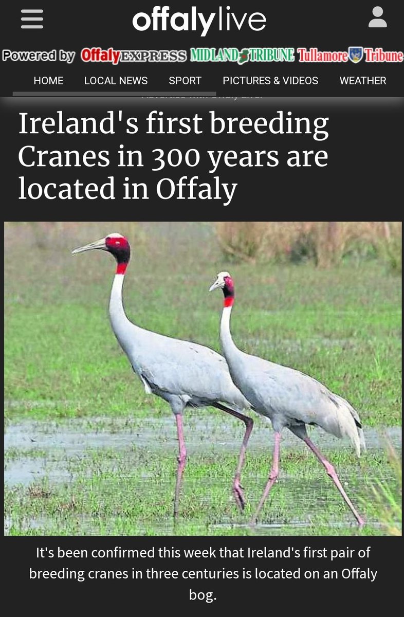 HelsinkiBirder's tweet photo. Oh Offaly...🤦 https://t.co/oe5PpbJ5ek