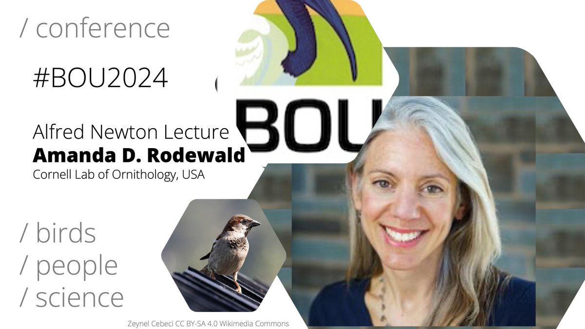 ❓Did you know... ❓ ...at #BOU2024 Urban birds we're talking about... Urbanization - good for resident birds but bad for migrants? Amanda D Rodewald @ADRodewald bou.org.uk/event/urban-bi… #ornithology