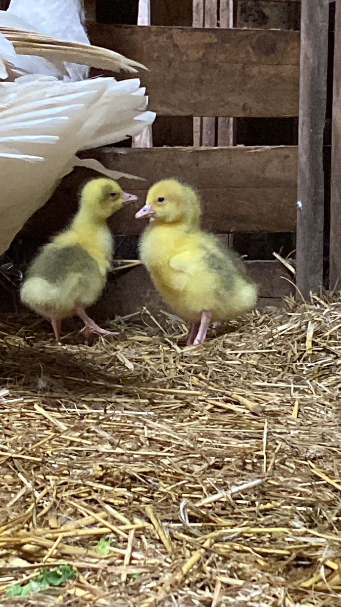 Introducing our newest members, 3 adorable Embden Goslings! 💕🐥 Did you know these little ones are considered rare? 😱 We're so excited to have them join the Kent Life family! 
Get ready for some serious cuteness overload!  #KentLifeFamily #GoslingLove #RareBirds #kentlife