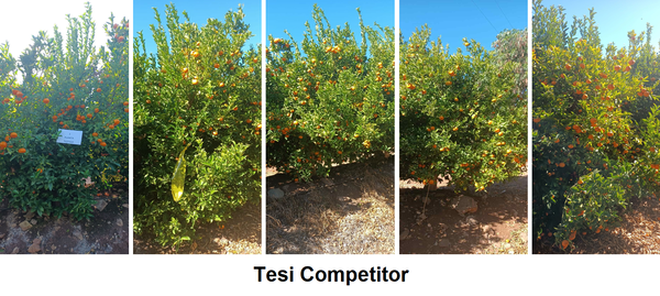 ILSA_pr's tweet photo. 🍊🍊 Confronto tra piante di #mandarino dopo 4 applicazioni del biostimolante #Macrils@ a base di alga #Macrocystispyrifera per #biologico e convenzionale

💹 netto aumento del numero di frutti
🟢colore più verde della vegetazione alla raccolta

Scopri 👉🏽https://t.co/sqdyDOY9lw https://t.co/VWJyJcv5gh