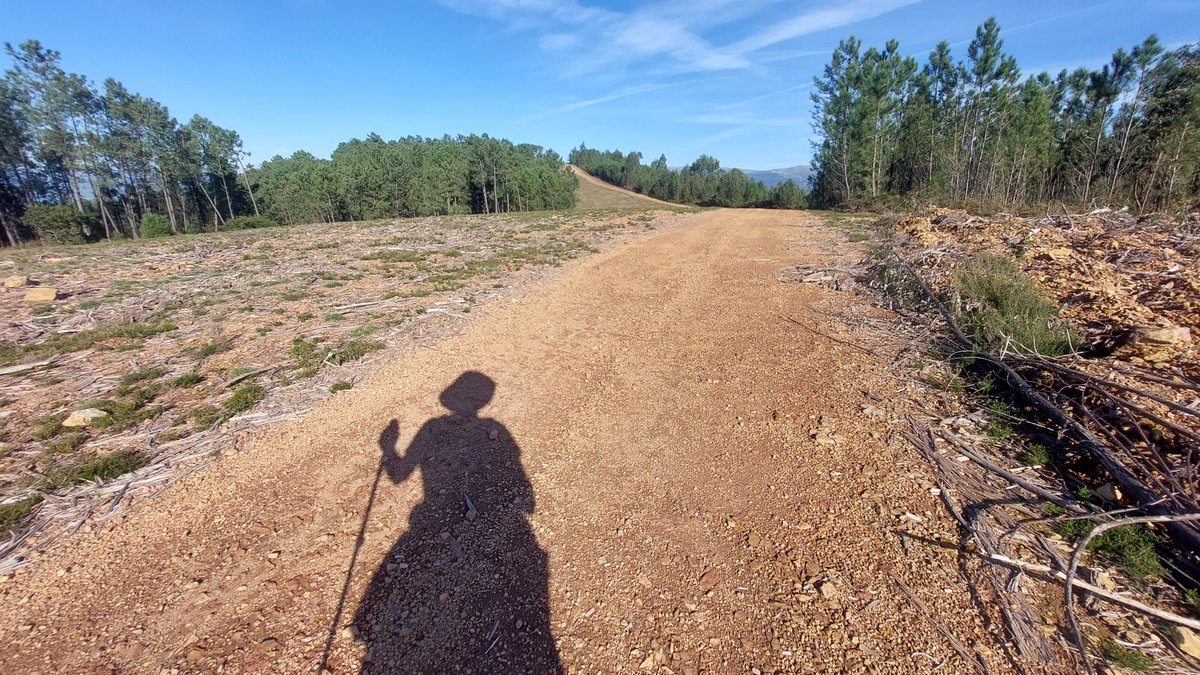 ct2iww's tweet photo. Spring was in the air on Sunday! SOTA activation of CT/DL-010 in the middle of flowering acacias, to the honeybee's delight. Over four dozen contacts made, 10m not so good but workable.
#sota #summitsontheair #hamradio https://t.co/Oq4LmY04b8