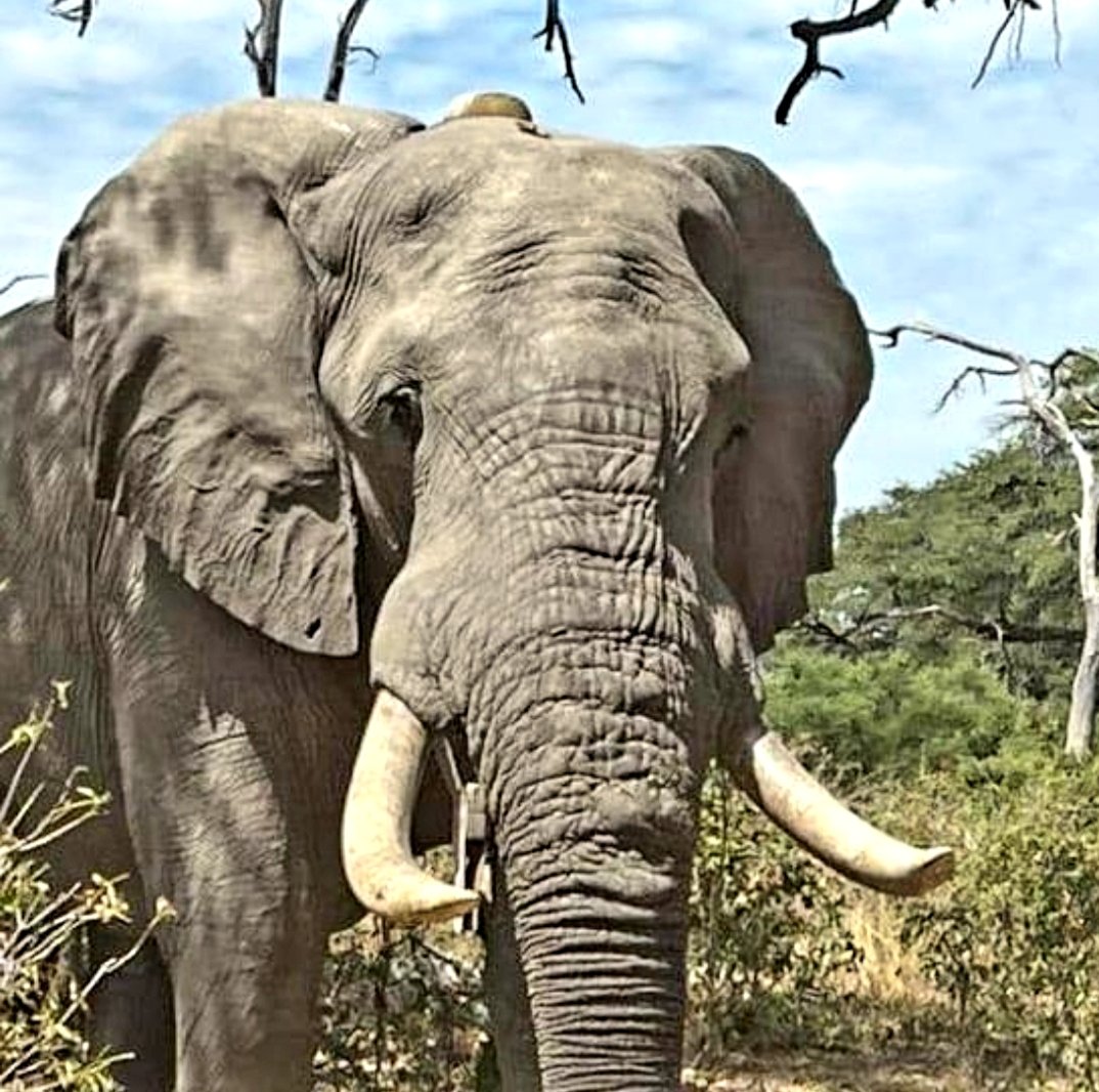 CitysFElephants's tweet photo. โฅ๏ธEvery day is my
๐ #WorldElephantDay
๐ #2024YearOfTheElephant
๐ #ElephantTwitter #ElephantX
๐ #LetAfricaLive ๐
๐ธ ยฉ EWB Elephants Without Borders https://t.co/kHZ6CewMPP