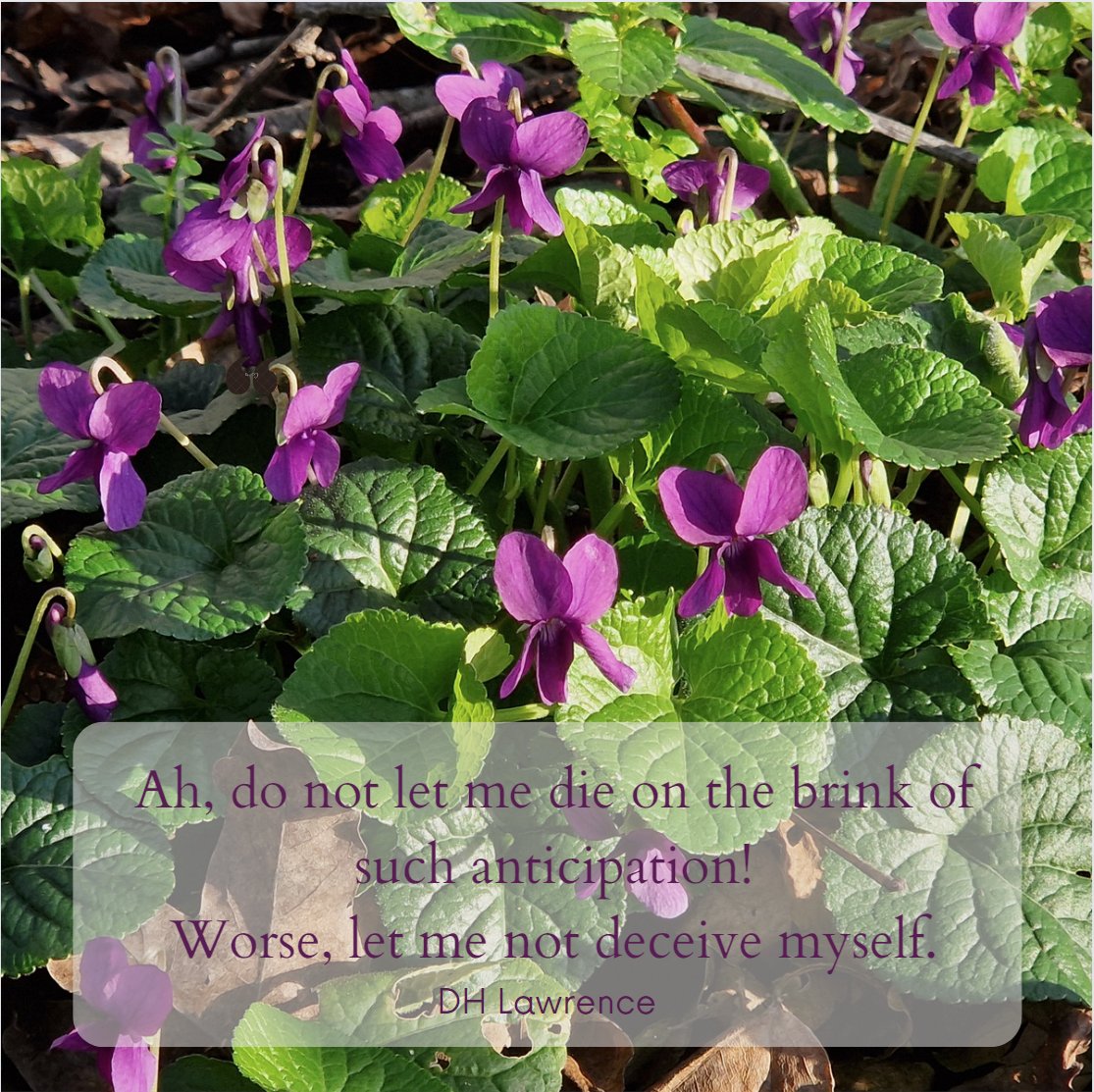 wordsnerd's tweet image. East End violets, from when the sun was out last week.

#DHLawrence #Spring #Poetry #EastEnd #Savvy #Ideas #MondayMotivation #Inspiration