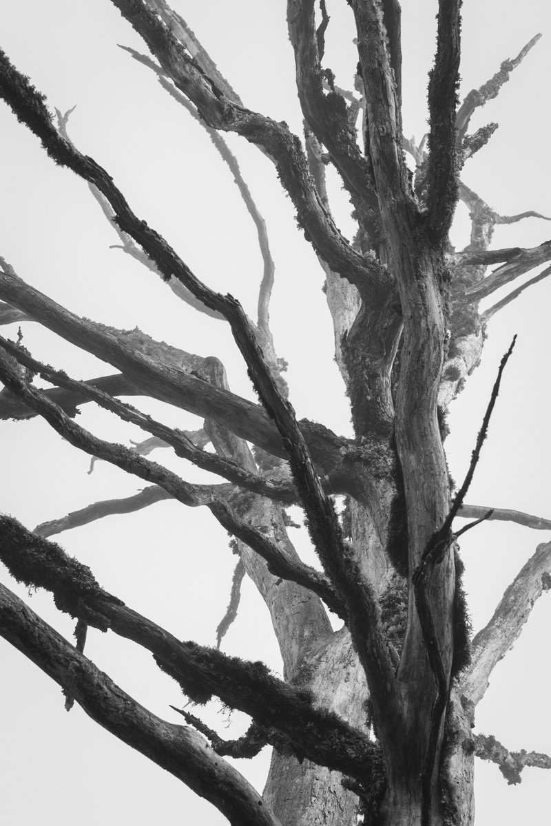 mort mais beau
#bnw #photooftheday  #fsprintmonday #tree #bnwphotography  #FSPrintMonday #photograghy