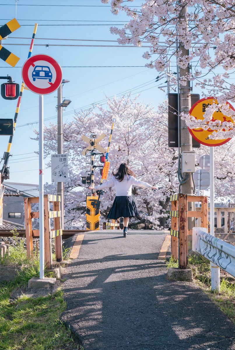 桜がみたいと走る君。