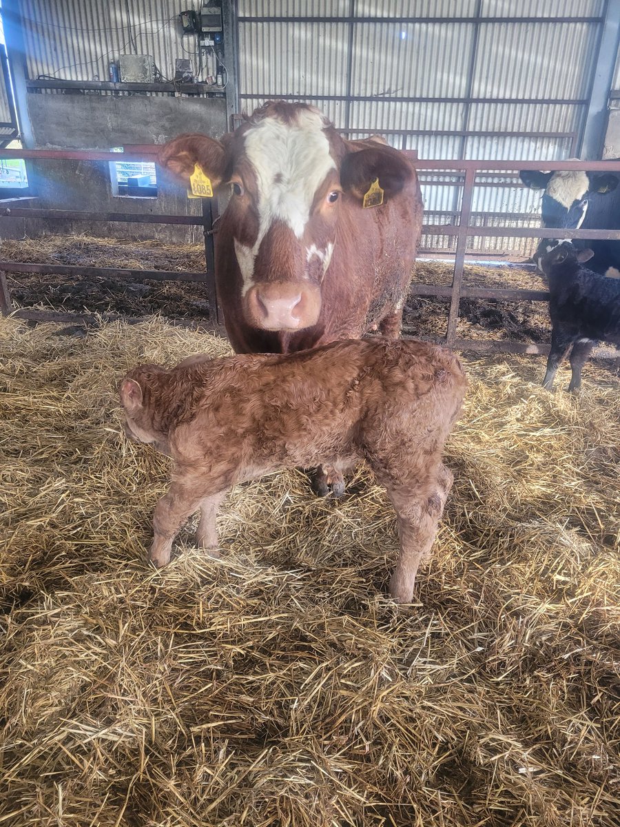 Monster of a bull calf born last night to test out the Jack.