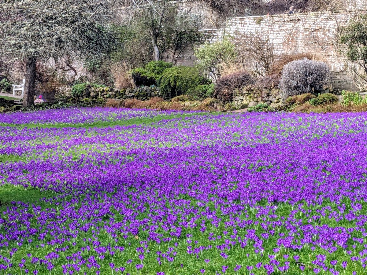 💜Purple Patch💜 The magnificent crocus lawn glowing in the spring sunlight 💜 @WallingtonNt @NT_TheNorth @nationaltrust @discovernland @Englands_NE #springtime