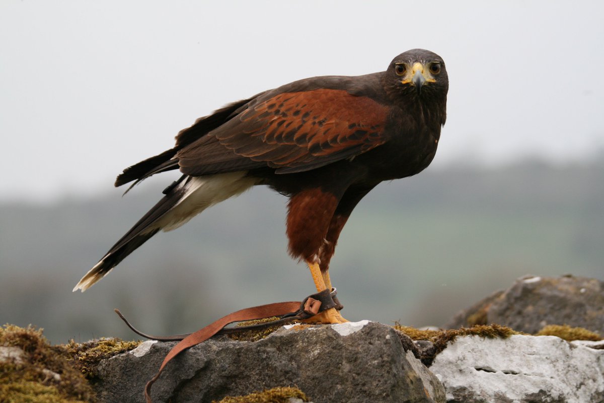 It is with a heavy heart that I share we unfortunately lost Oslo our Harris Hawk on Saturday. 
Oslo was 20 years old and Chris's Harris Hawk from the very beginning. He was our major step into Falconry/Hawking,  He will be dearly missed by everyone