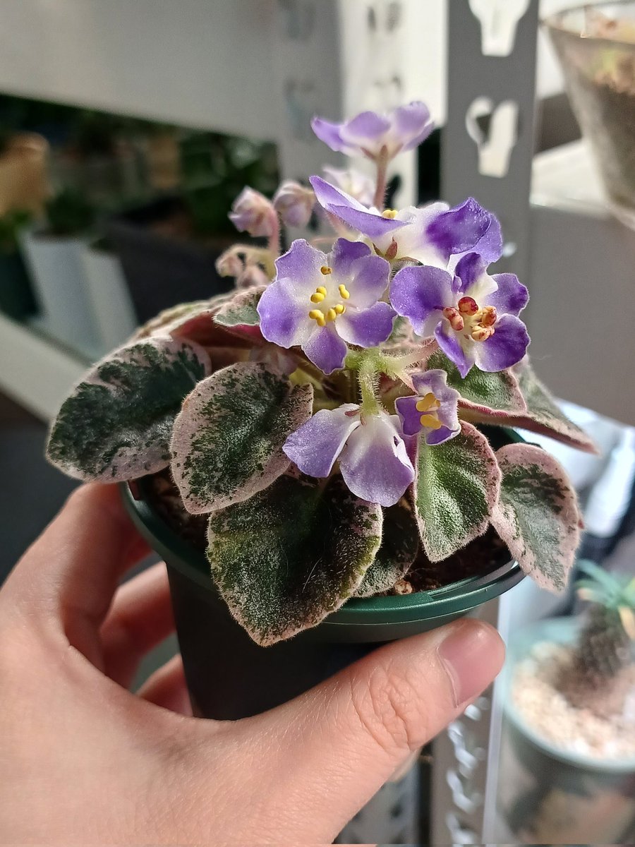 미바 하와이안레이
먼가 이상하게 펴!!!