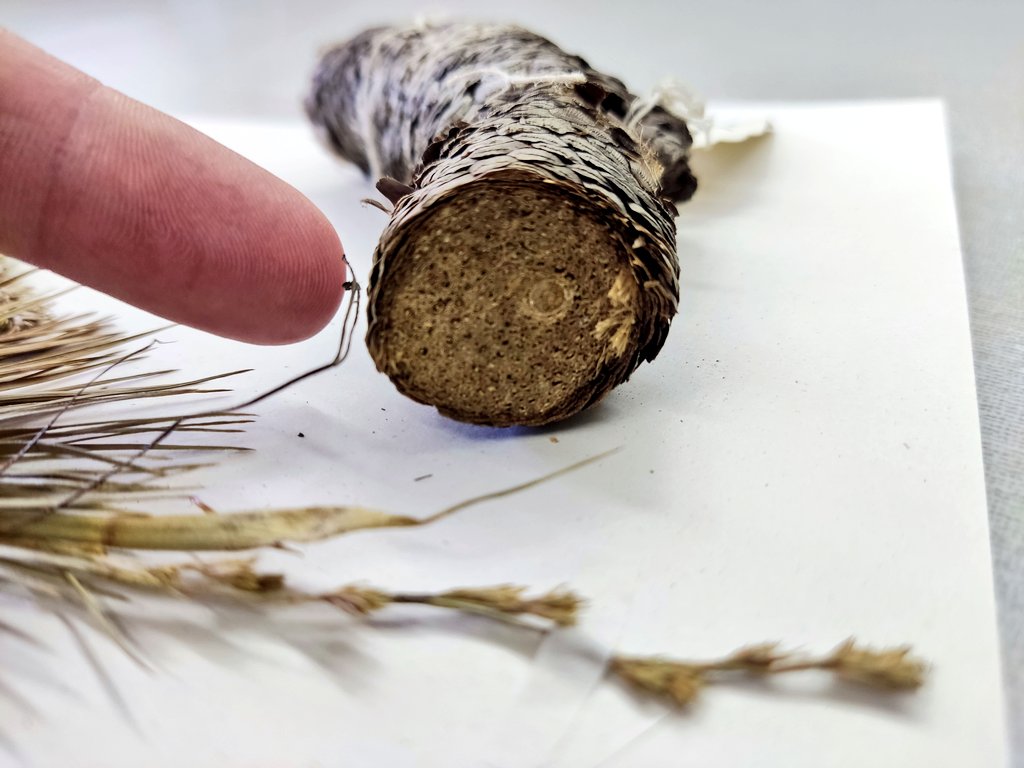Yes! This is a sedge too! Microdracoides squamosus, a shrubby Cyperaceae member from W Africa. Its elongated caudex made of compacted leaf sheaths resembles those of Velloziaceae. Here a specimen at BR herbarium from @BGM_coll_res