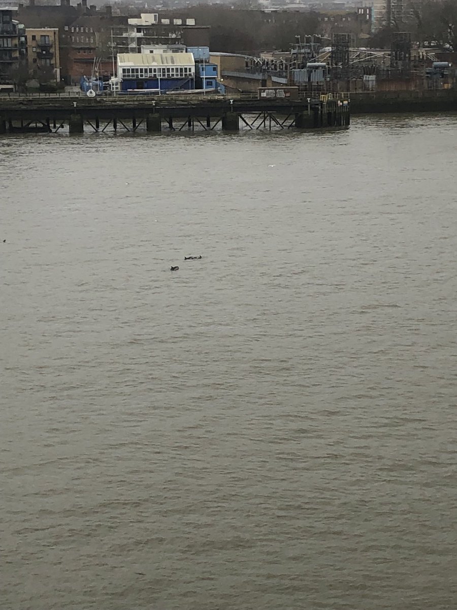 MarkEllis06's tweet photo. Two of three dolphins on the River Thames this morning https://t.co/28LXTrFkUv