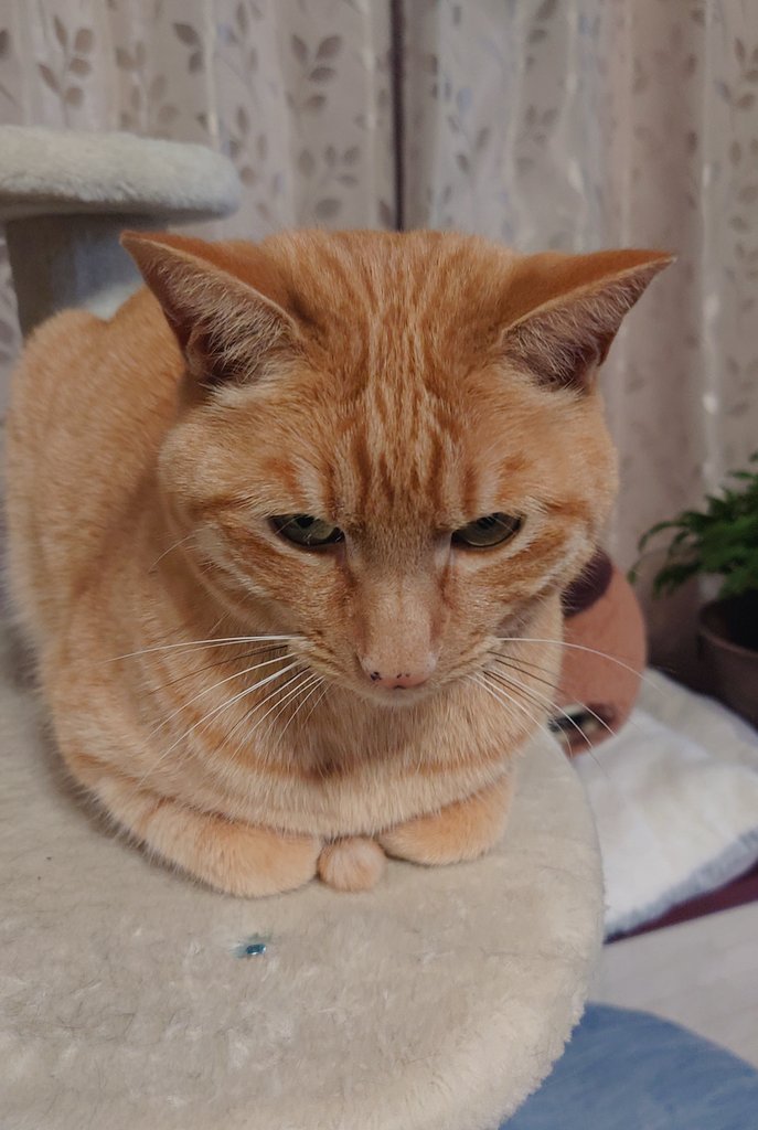 cat_56chan's tweet photo. とらの兄貴のおててないない……その部分何？？ https://t.co/NKamxduC65
