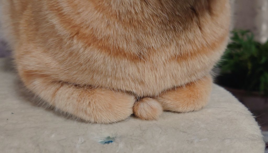 cat_56chan's tweet photo. とらの兄貴のおててないない……その部分何？？ https://t.co/NKamxduC65