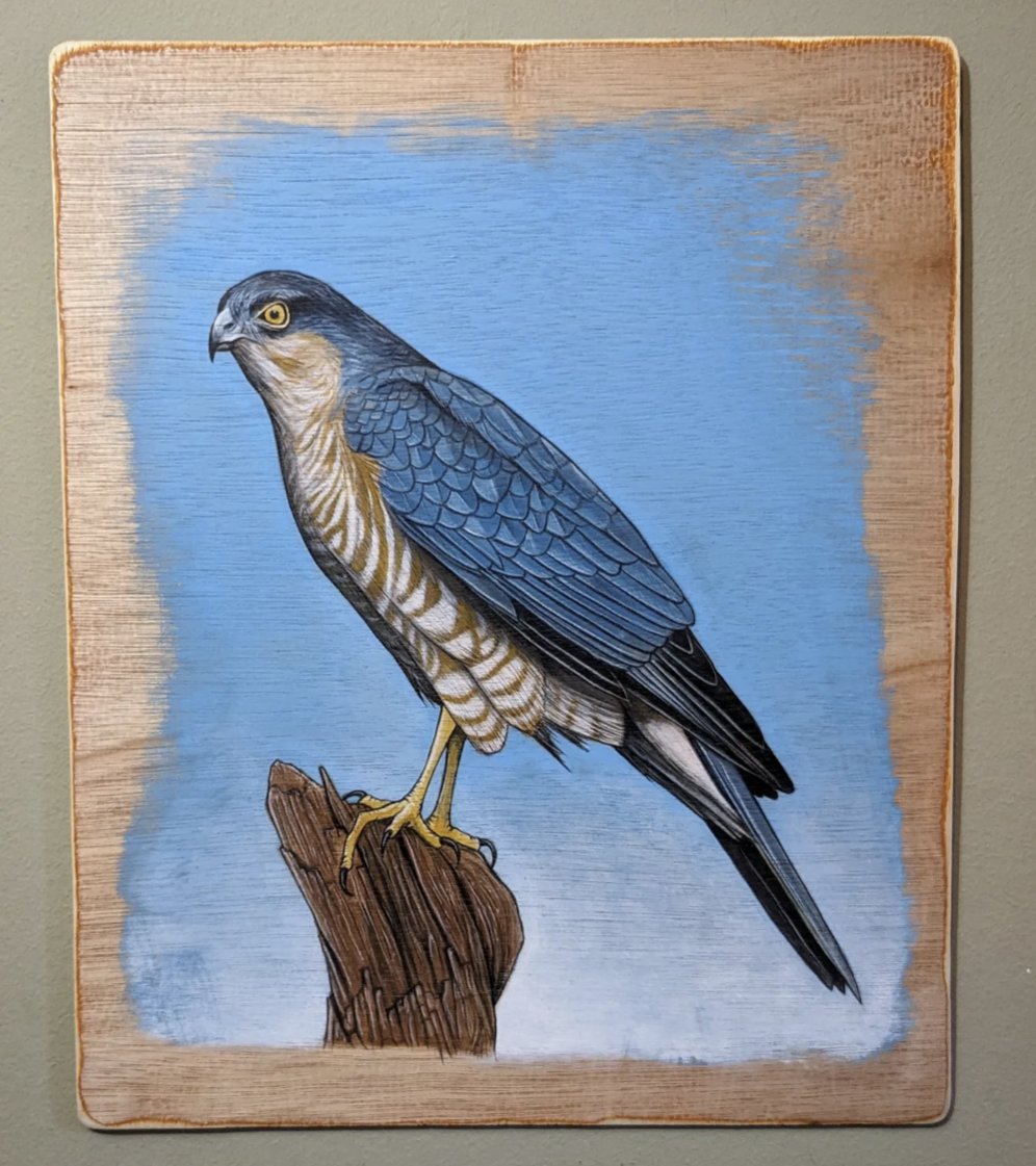 dizmon74's tweet photo. A braw wee goshawk painting 

#scottishbirds #birdart #goshawk https://t.co/MSjKNA9EcZ