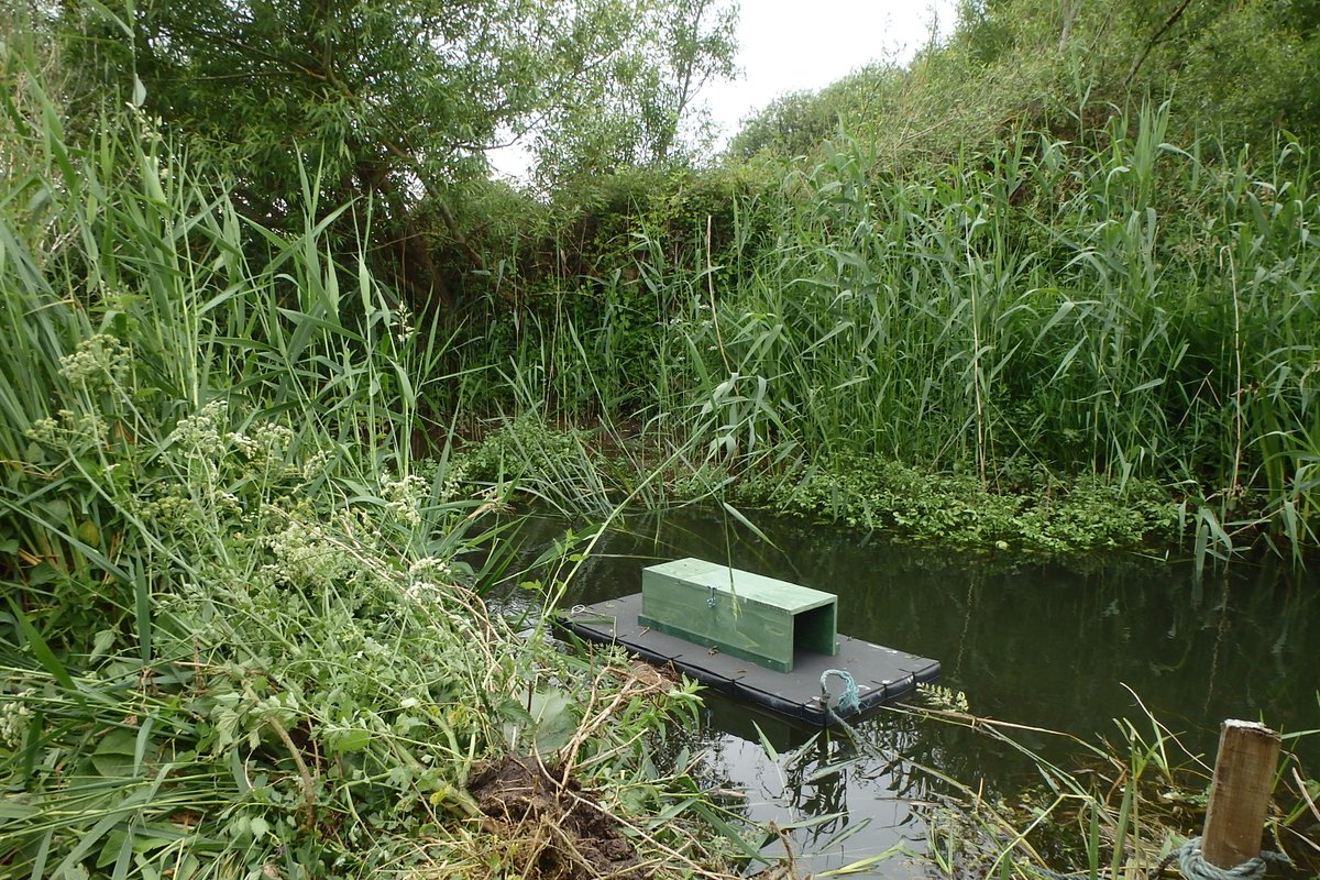 Is anyone doing #minkcontrol around #Wareham or the Purbecks? Or do you know of anyone who might be? If so, please could you ping me a DM? Thanks!