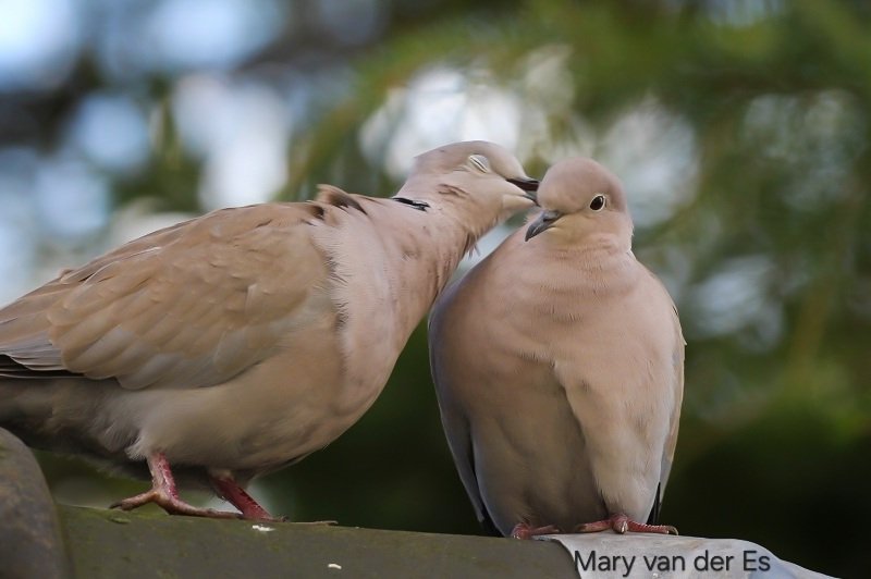 maryvanderes's tweet photo. #Dag19 van #februarivogelmaand 

De #Turkse_Tortel #Streptopelia_decaocto #Collared_Dove in the #Netherlands.

#BirdsSeenIn2024 .

@wilma_meijerink @Float_photo @Britnatureguide . https://t.co/j2UNA1UoA9
