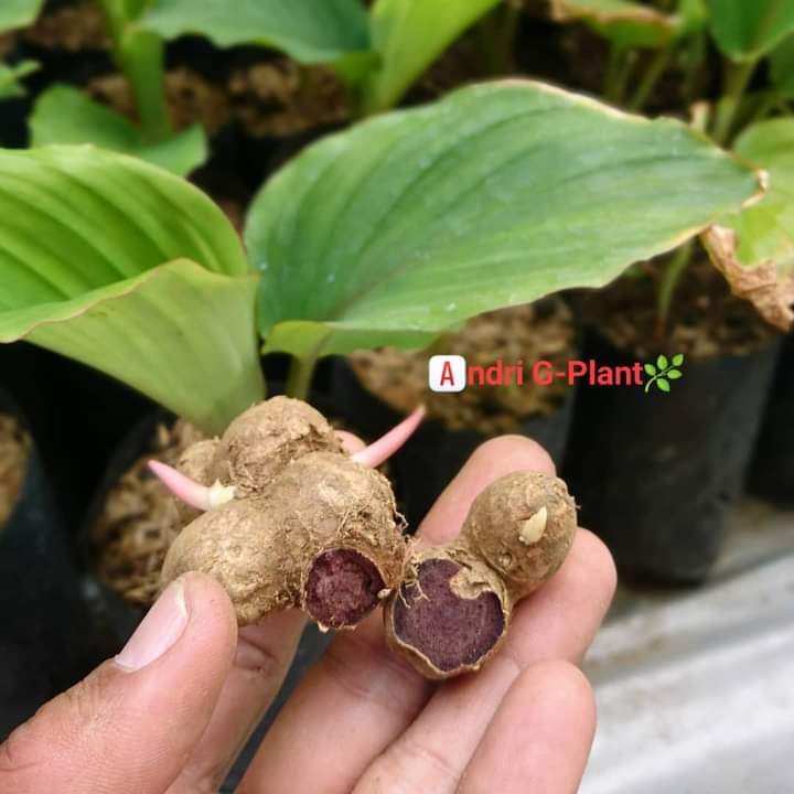 andrifigfarm's tweet photo. Harga Promo
Indukan remaja bibit kunyit Hitam
1paket isi 2 bibit ready 10paket
1paket idr. 50rb belum ongkir. 
Garansi pengiriman dan bibit sehat sampai di tempat.

Order bisa Dm.

Terimakasih bagi yg sudah follow, like &amp; Rt - nya 🙏🙏🙏 https://t.co/wBIoE77ugN