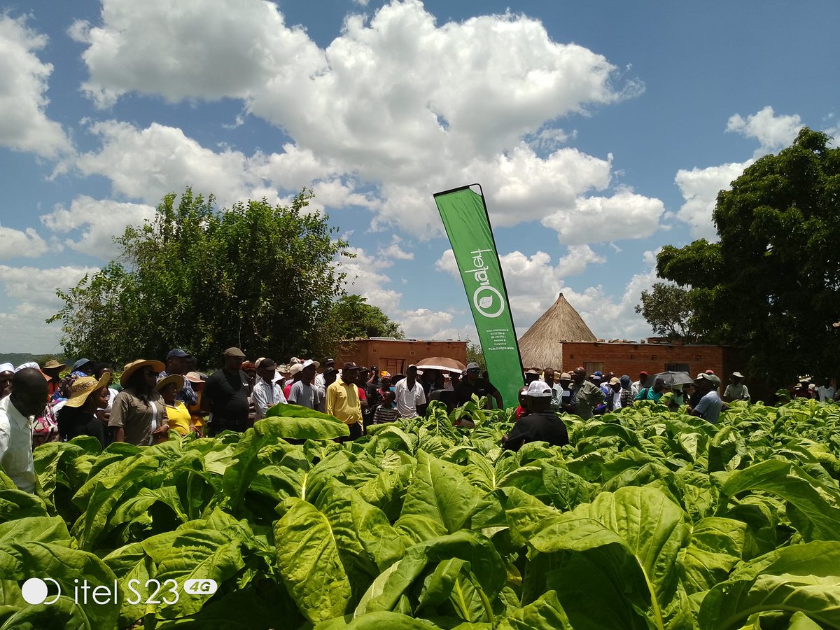 Orgfert1's tweet image. At Gahadzikwa village, Chikwira, Uzumba, together with Trb Kutsaga, showcasing the performance of climate smart tobacco varieties proudly fertilized by Orgfert climate smart fertilizers.
#kohwazvinodadisa #harvestwithpride
0785672500 0785684917