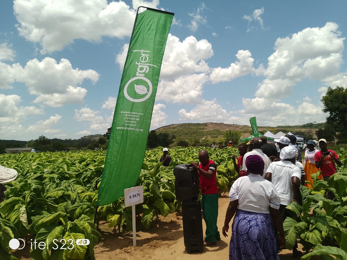Orgfert1's tweet image. At Gahadzikwa village, Chikwira, Uzumba, together with Trb Kutsaga, showcasing the performance of climate smart tobacco varieties proudly fertilized by Orgfert climate smart fertilizers.
#kohwazvinodadisa #harvestwithpride
0785672500 0785684917