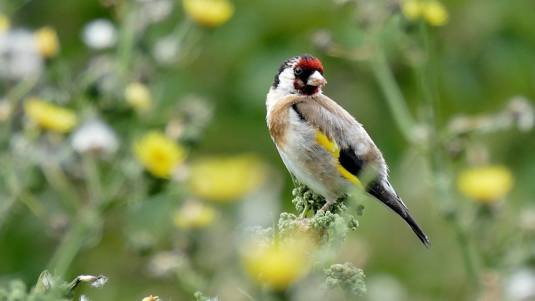 "Tweet, tweet, you hungry finches sing, and once more can I hear those dulcet notes come bubbling, butter in my ear."

I wrote a poem about the cherry-faced cheerleader of the garden on @Substack:

bit.ly/3IoYRxP