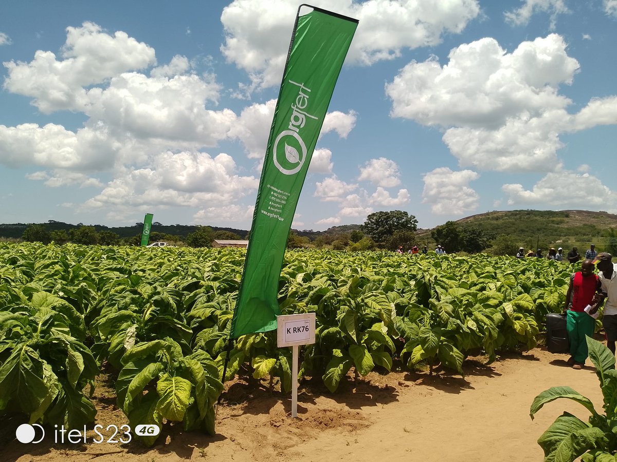 Orgfert1's tweet image. At Gahadzikwa village, Chikwira, Uzumba, together with Trb Kutsaga, showcasing the performance of climate smart tobacco varieties proudly fertilized by Orgfert climate smart fertilizers.
#kohwazvinodadisa #harvestwithpride
0785672500 0785684917