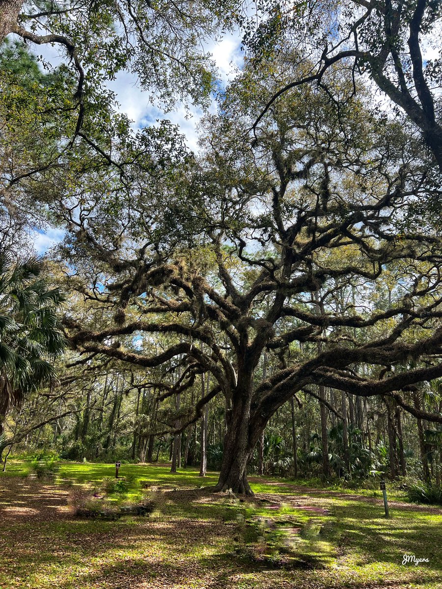 This beautiful oak tree was a seedling the year Thomas Jefferson was born and is estimated to be 281 years old. Photo taken at Trout Lake Nature Center, Eustis, Florida. #tree