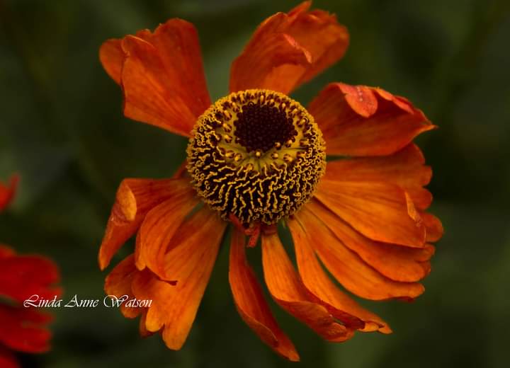 Beautiful Monday everyone ❤️♥️❤️ Helenium, beneficial to insects and birds, how beautiful. #helenium #helenoftroy #teardrops #blooms #gardenflowers #insects